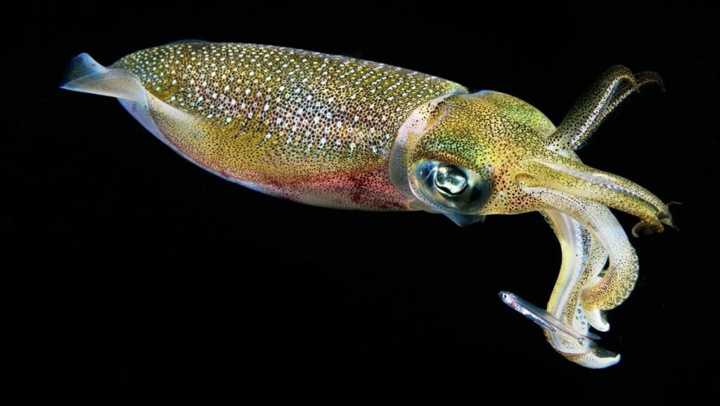 Diving Komodo National Park: Aboard the Elegant Tiaré Liveaboard 10 Reef squid illuminated during a night dive in Komodo National Park