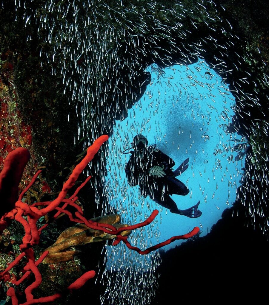 Shore Diving Cayman Brac: The Ultimate Guide to the Caribbean’s Best Dive Sites 2 Baitfish inside a swim-through