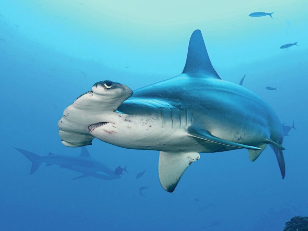 A scalloped hammerhead cruising close by for a photo