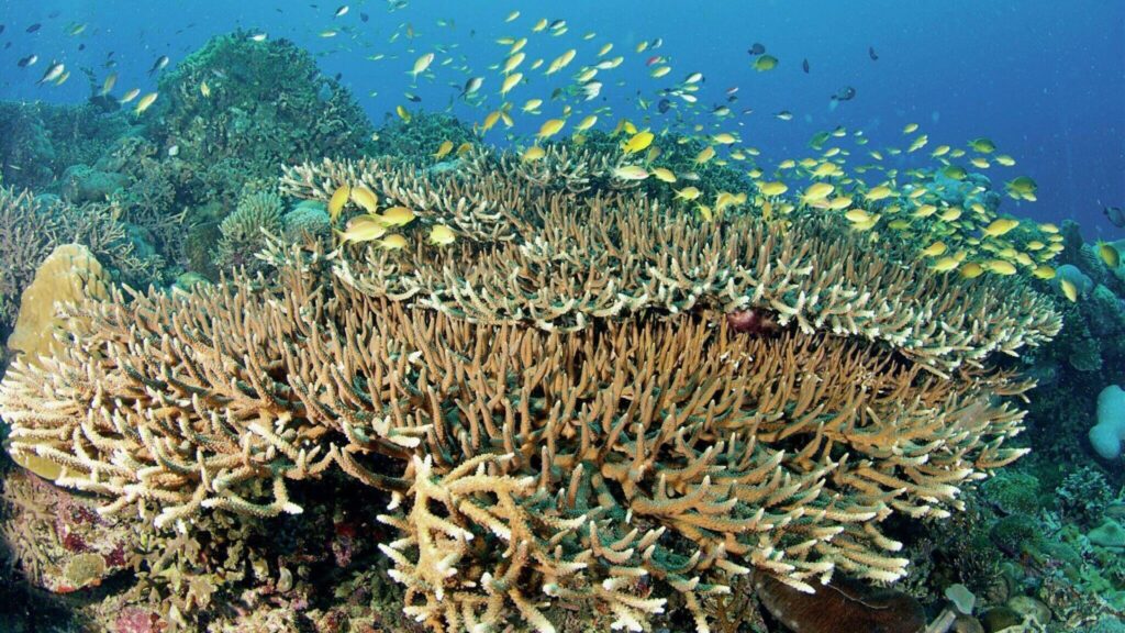 Apo Island: The Philippines’ Marine Conservation Success Story 9 Healthy life is everywhere you look