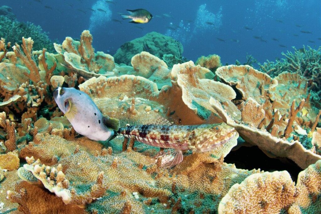 Apo Island: The Philippines’ Marine Conservation Success Story 7 Resilient hard corals surround Apo Island
