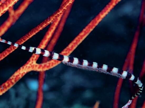 A pipefish among the corals