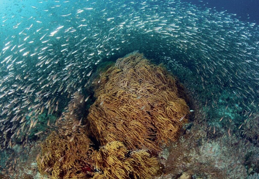 Massive shoal of baitfish envelopes the reef