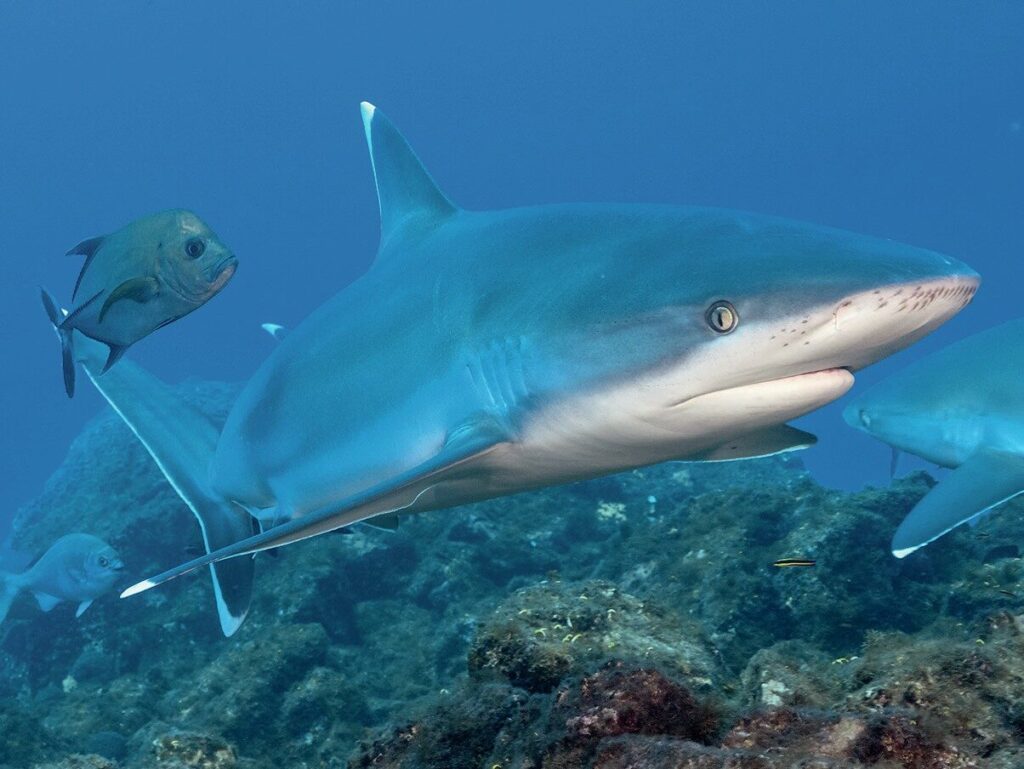 A silvertip shark cruises close by in Socorro