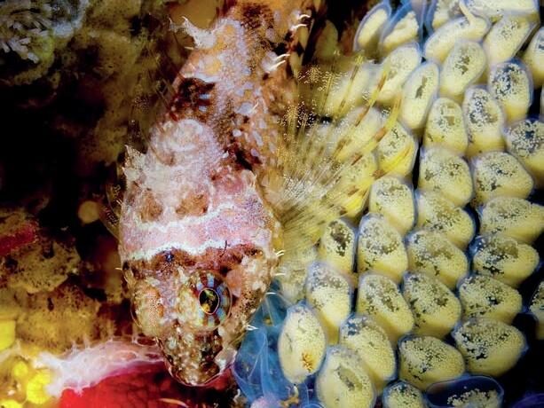 Stephen is known for his wide-angle shots, but still enjoys macro