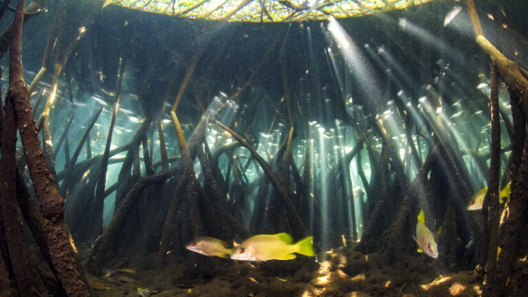 Fish in mangrove forest (Octavio Aburto)