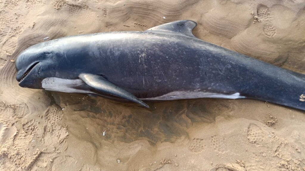 Juvenile female long finned pilot whale (MEM)
