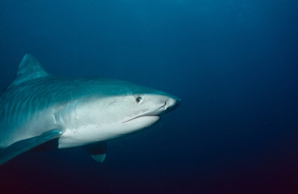 Eye of the tiger: Diving KwaZulu-Natal 18 Tiger’s right profile, Castle Reef