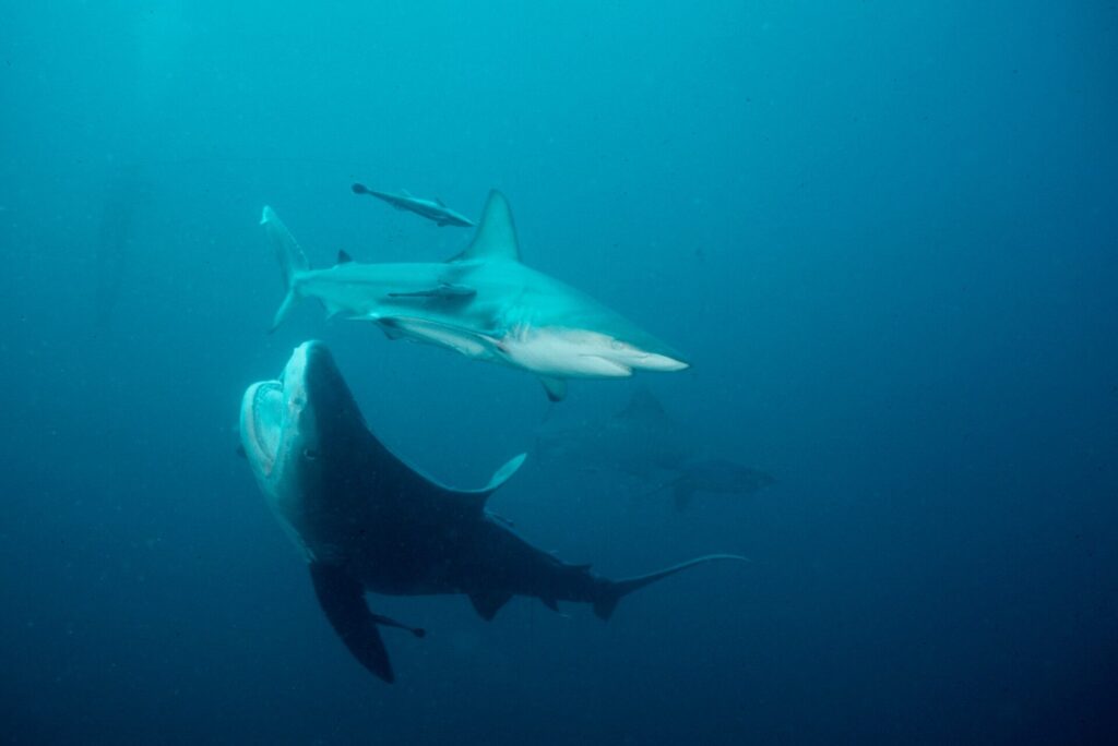 Eye of the tiger: Diving KwaZulu-Natal 16 Open-mouthed tiger shark with oceanic blacktip shark above