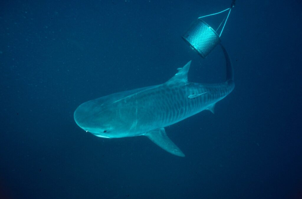 Eye of the tiger: Diving KwaZulu-Natal 15 Tiger passing under the drum