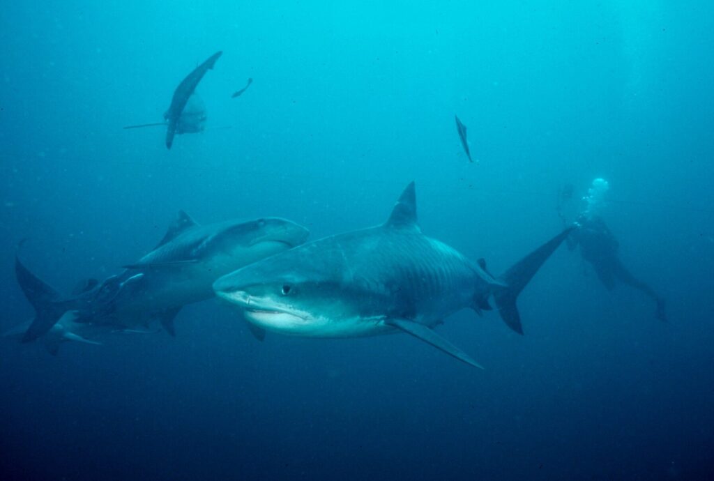 Eye of the tiger: Diving KwaZulu-Natal 19 Two tigers with a diver in the background