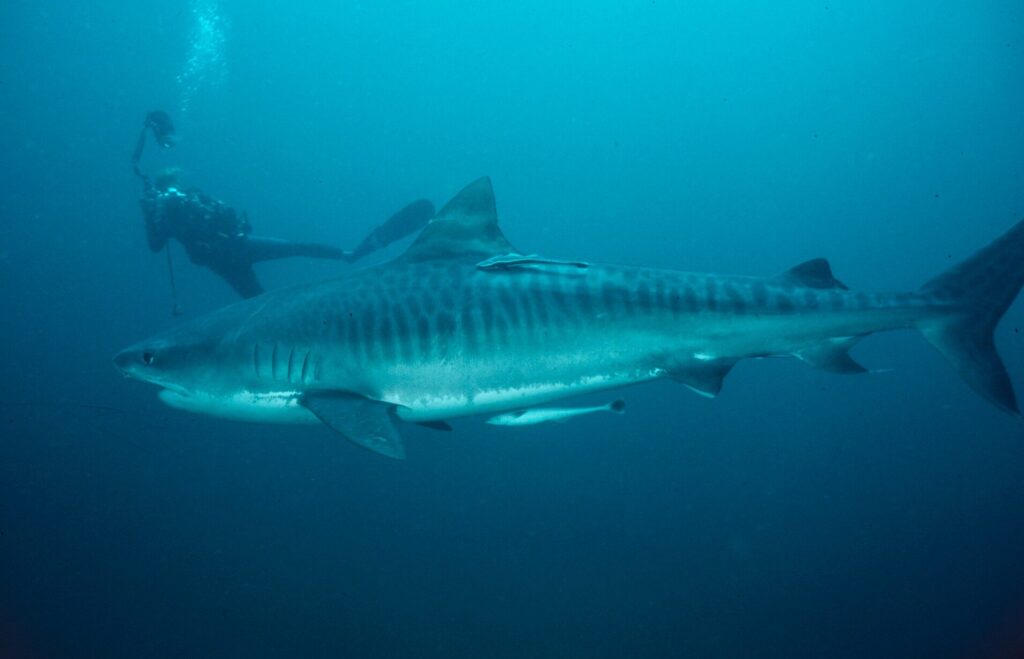 Eye of the tiger: Diving KwaZulu-Natal 17 Tiger shark with Raffaella in the background