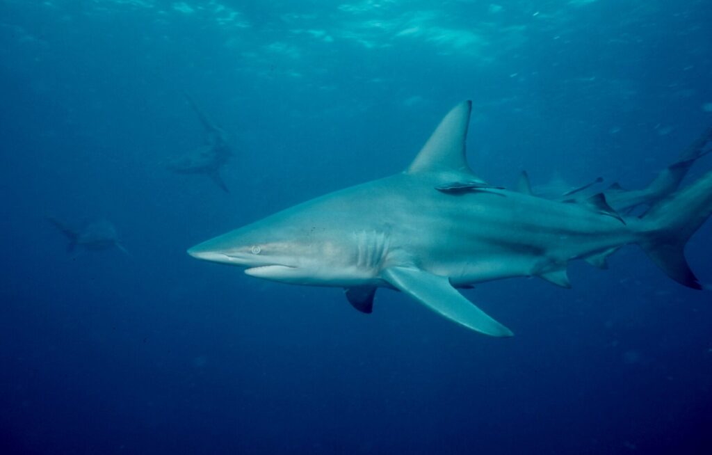Eye of the tiger: Diving KwaZulu-Natal 10 Oceanic blacktip shark at Otto’s Reef