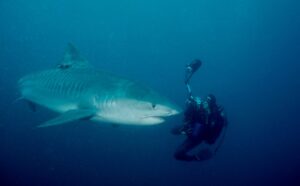 Tiger shark with Raffaella
