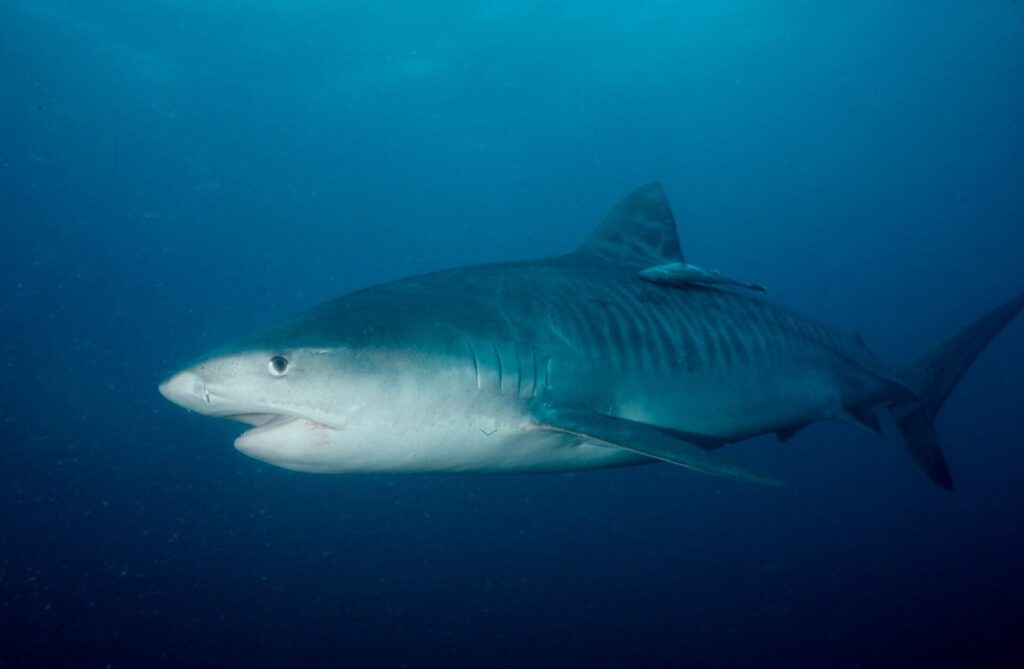 Eye of the tiger: Diving KwaZulu-Natal 3 Tiger shark approaching with remora on back