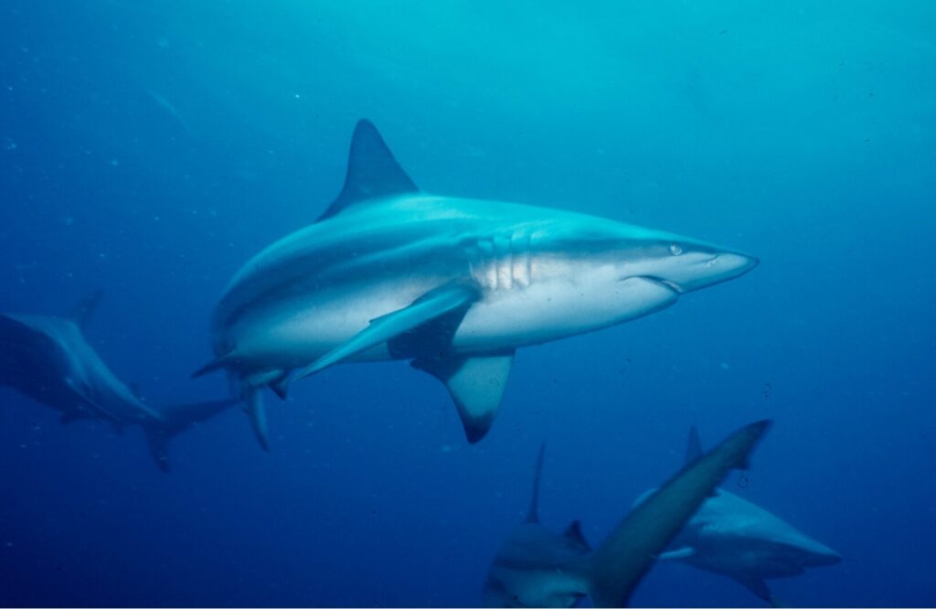 Eye of the tiger: Diving KwaZulu-Natal 8 Oceanic blacktip sharks at Castle Reef