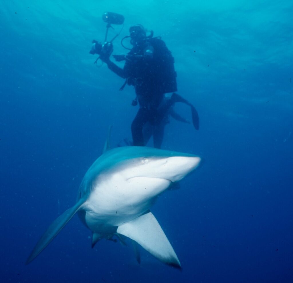 Eye of the tiger: Diving KwaZulu-Natal 9 Oceanic blacktip with Raffaella in the background