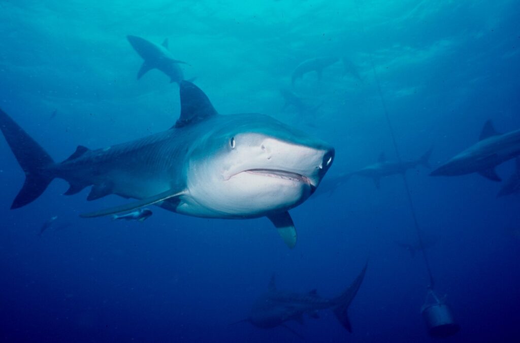 Eye of the tiger: Diving KwaZulu-Natal 12 Tiger shark among the blacktips