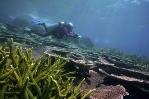 Top Dive Destinations of Peninsular Malaysia