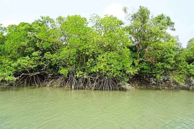 Image source - https://divernet.com/scuba-news/conservation/mangrove-recovery-cant-outpace-ocean-warming/