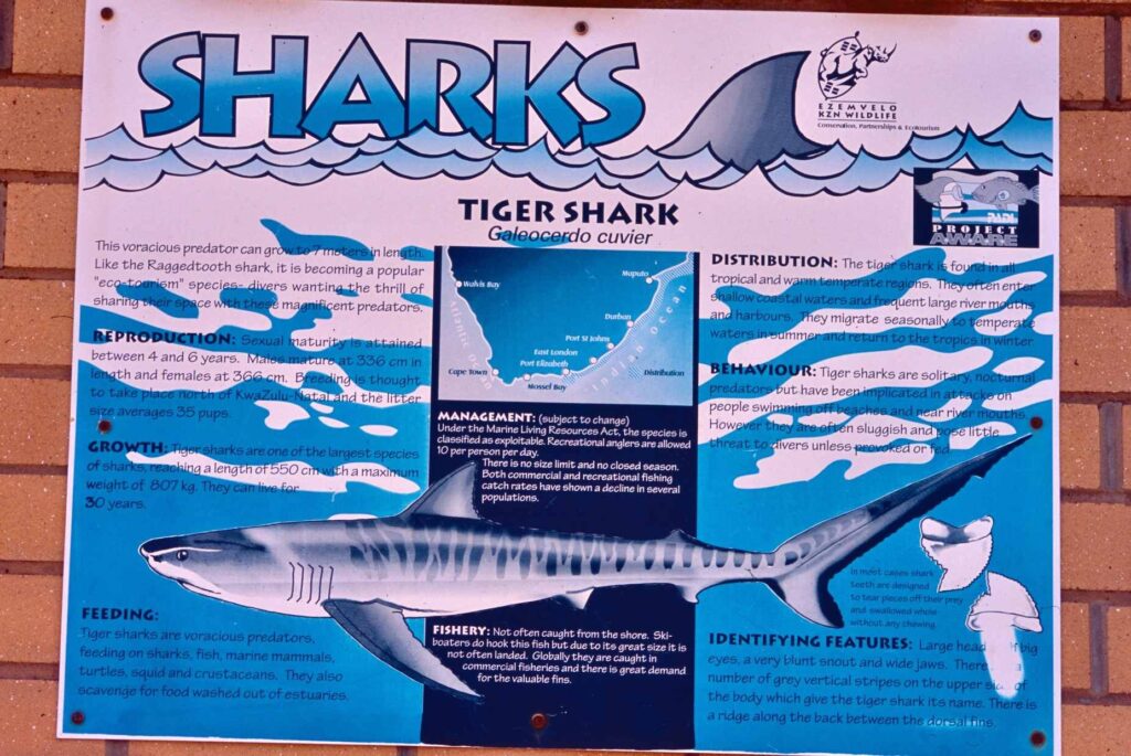 Eye of the tiger: Diving KwaZulu-Natal 2 Tiger shark board, Umkomaas