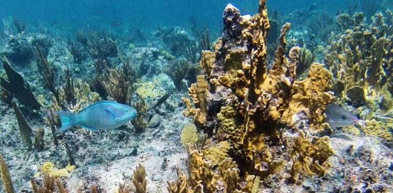 Weedy corals colonise a dead reef structure in the Turks & Caicos Islands (Lauren T Toth, CC BY-NC-ND)