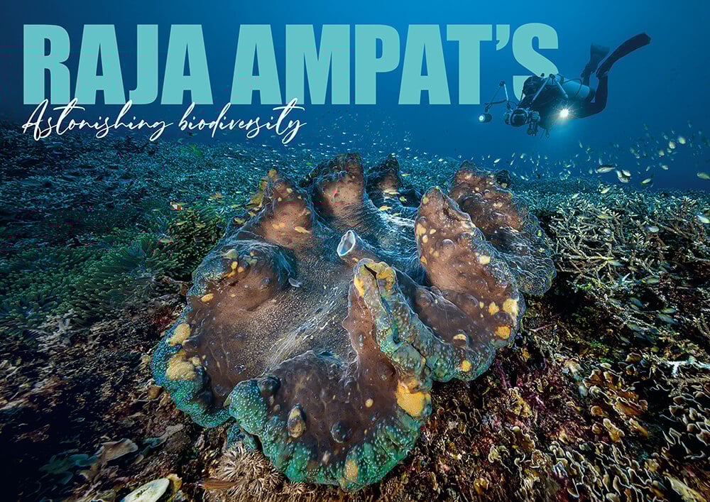 Raja Ampat’s Astonishing Biodiversity: Why This Region Leads the World