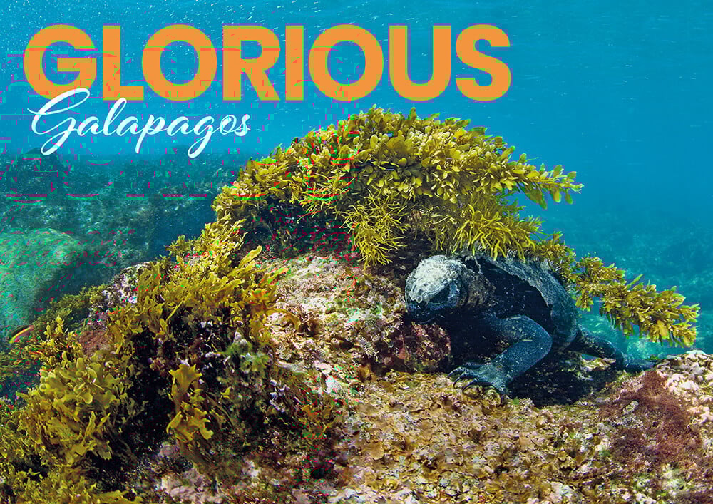 Glorious Galapagos Part 1: Why the Galapagos Islands Offer Some of the Most Extraordinary Diving on Earth