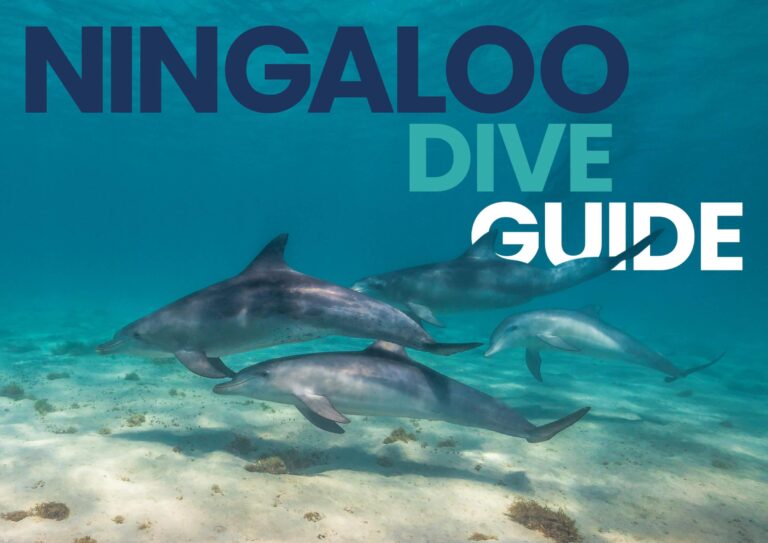 Ningaloo Reef Dive Guide