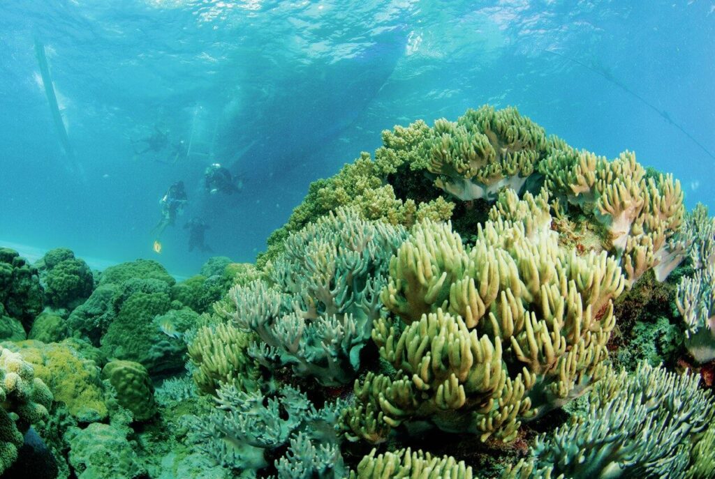 Apo Island: The Philippines’ Marine Conservation Success Story 2 Lush corals greet divers on the reefs of Apo Island