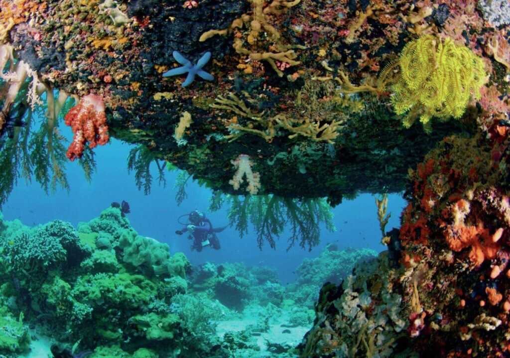 Apo Island: The Philippines’ Marine Conservation Success Story 3 The island is a magnet to underwater photographers