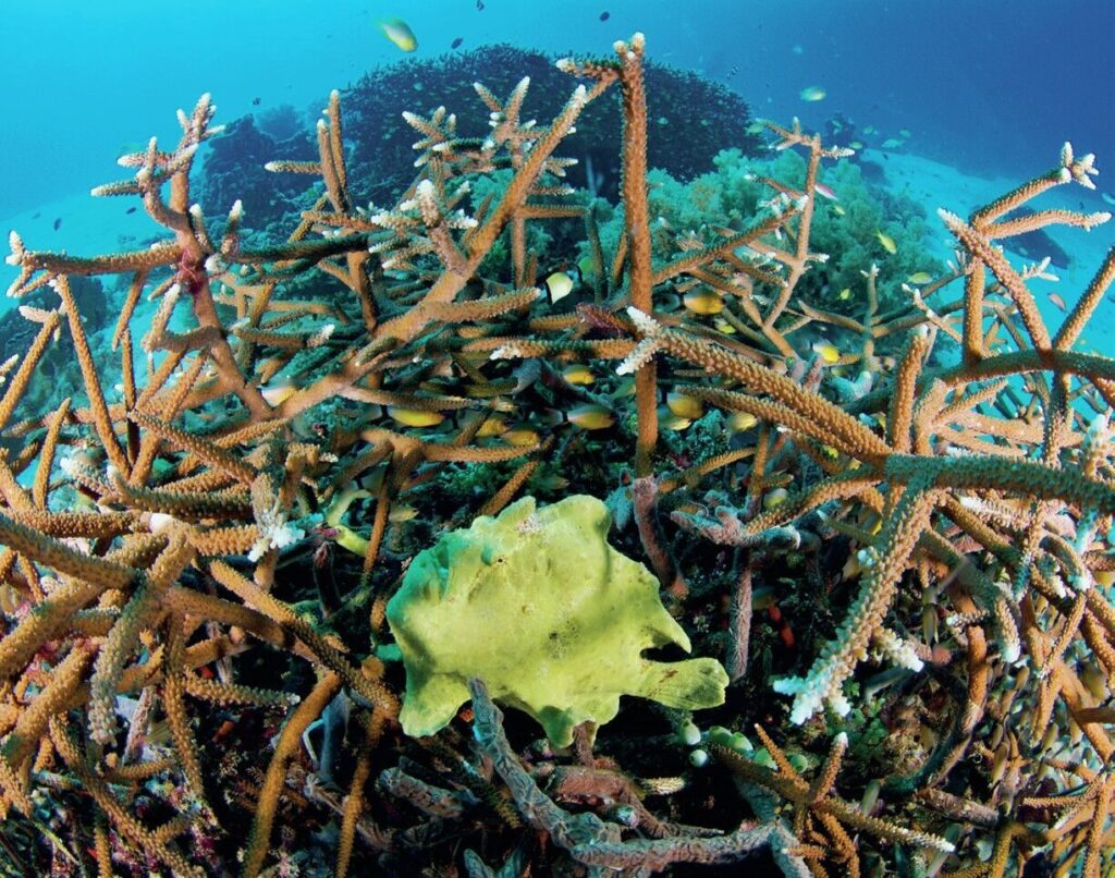 Apo Island: The Philippines’ Marine Conservation Success Story 5 Frogfish in staghorn corals