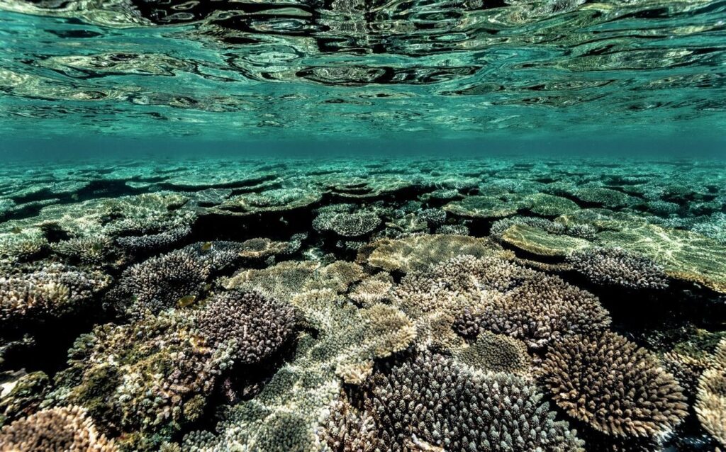 Ningaloo Reef Dive Guide: Exploring Exmouth, Coral Bay and Australia’s Coral Coast 2 The coral reef at Ningaloo is expansive