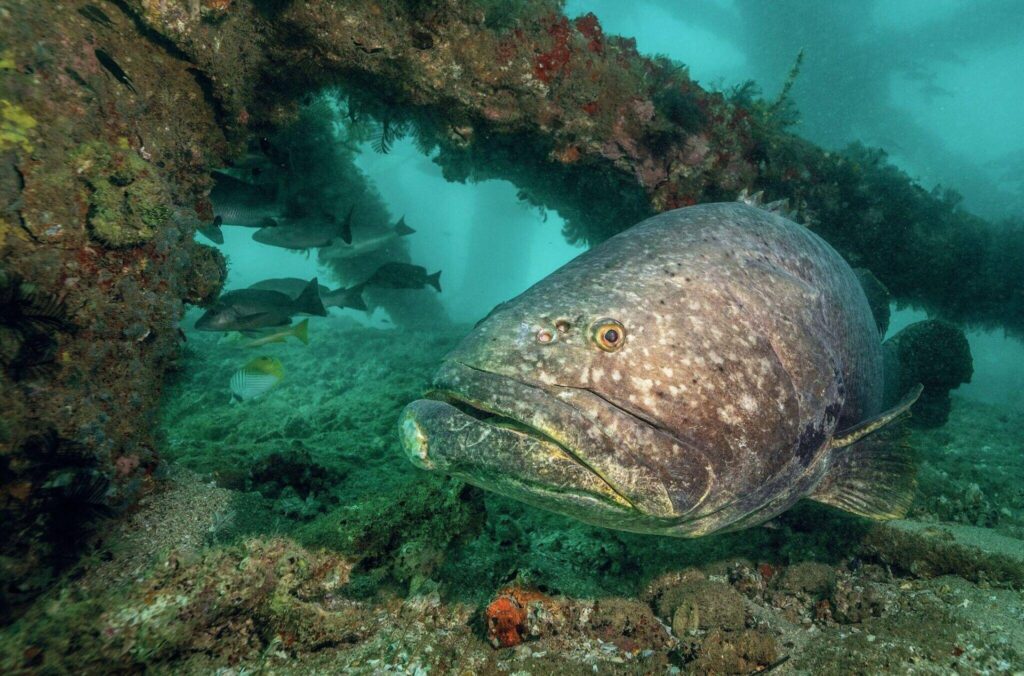 Ningaloo Reef Dive Guide: Exploring Exmouth, Coral Bay and Australia’s Coral Coast 3 Huge Groupers can be seen on the reef