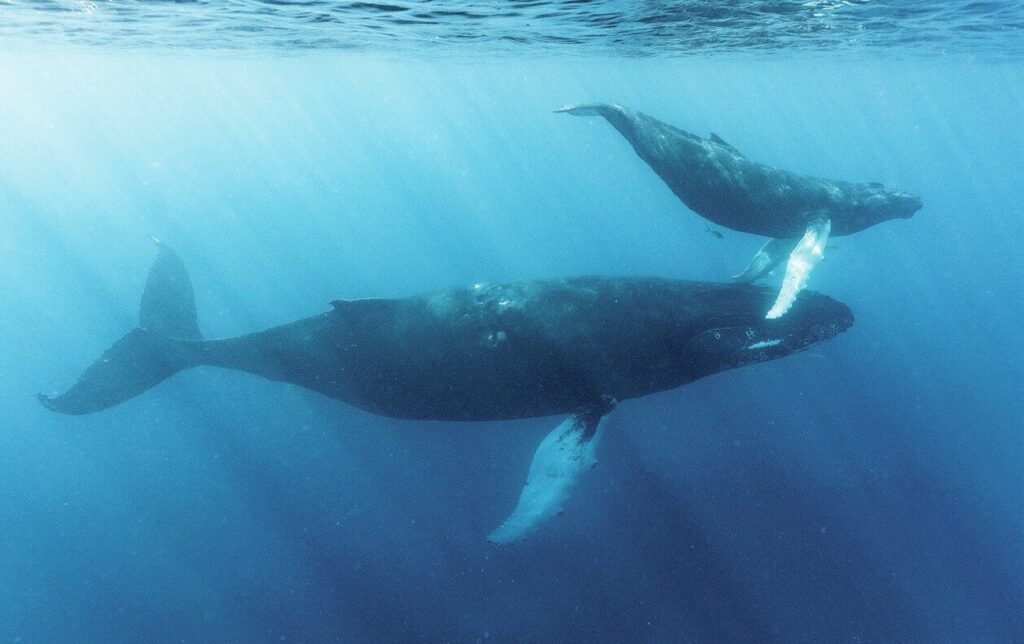 Ningaloo Reef Dive Guide: Exploring Exmouth, Coral Bay and Australia’s Coral Coast 7 Pair of humpback whales cruising off Ningaloo Marine Park