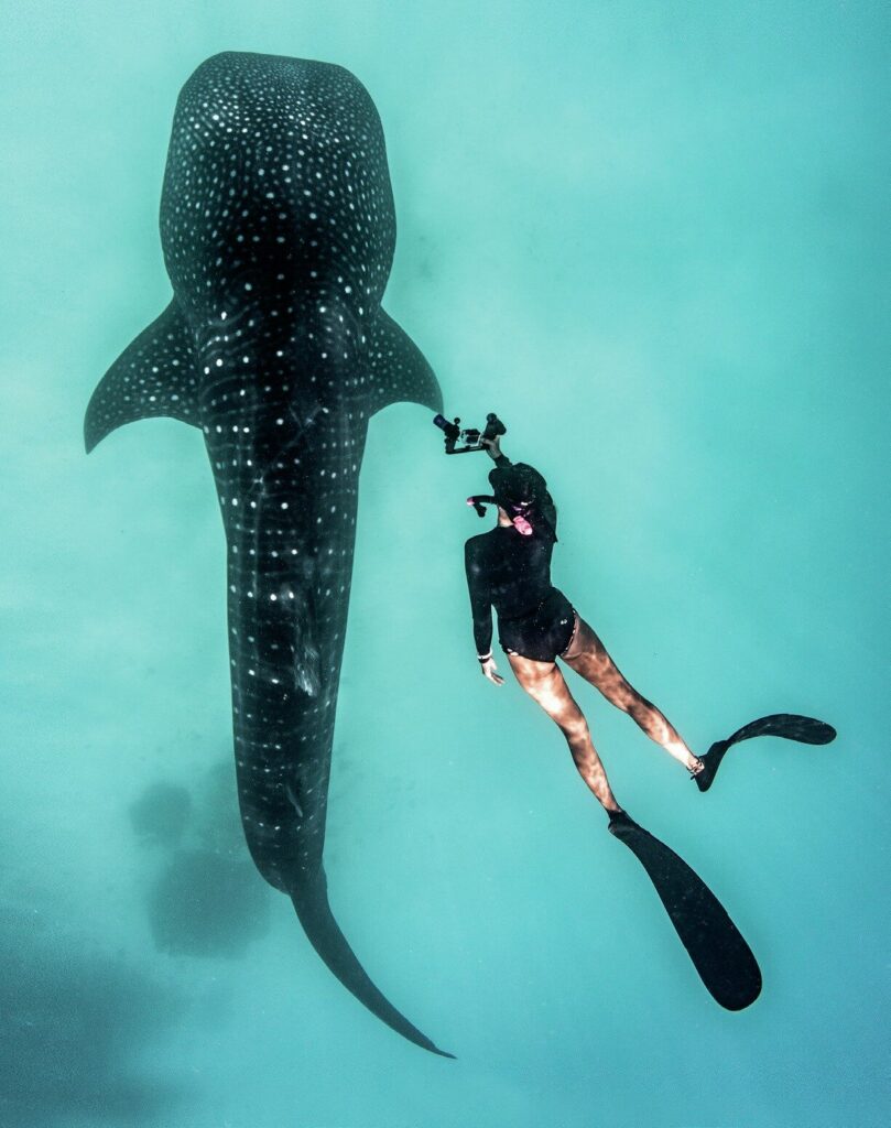 Ningaloo Reef Dive Guide: Exploring Exmouth, Coral Bay and Australia’s Coral Coast 8 Snorkeller swimming alongside a whale shark at Ningaloo Reef