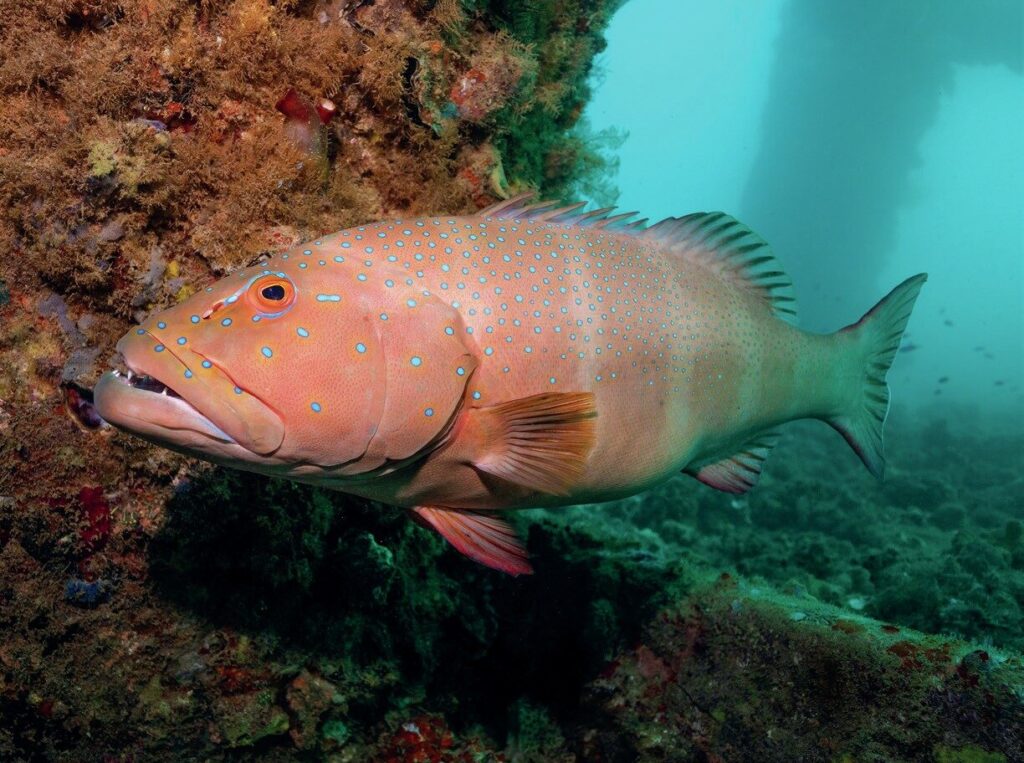 Ningaloo Reef Dive Guide: Exploring Exmouth, Coral Bay and Australia’s Coral Coast 9 Spotted Coral Grouper at the Navy Pier dive site in Exmouth