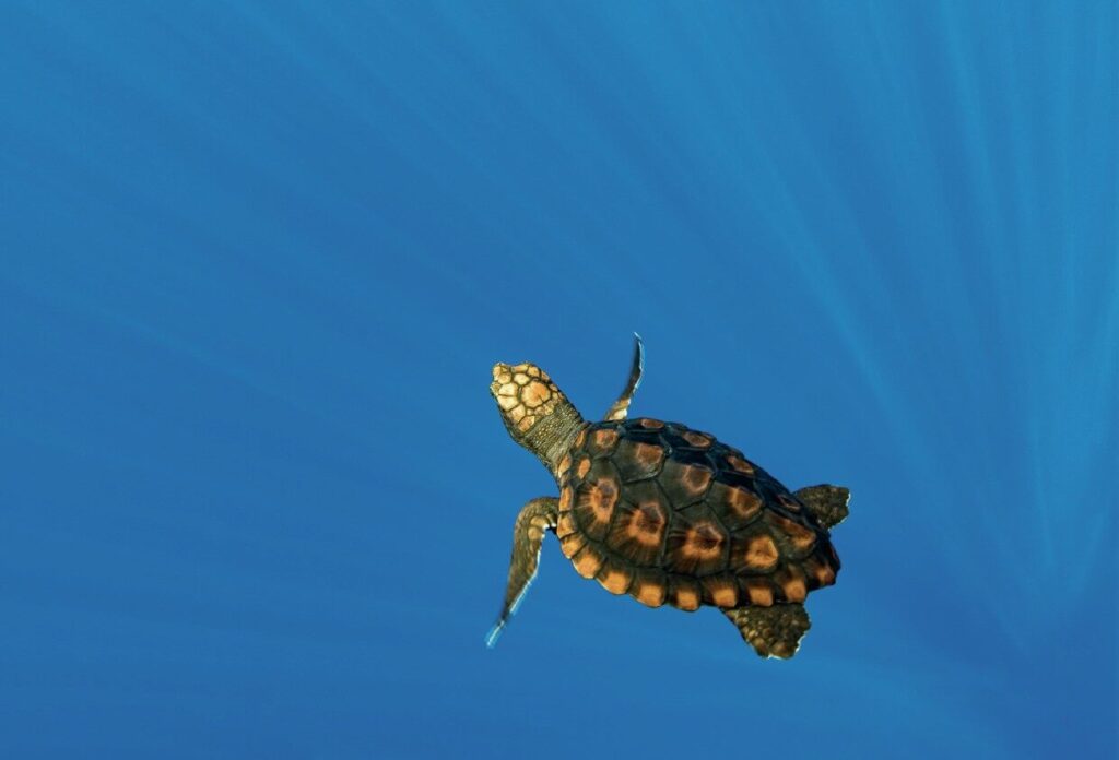 The Positive Side of Negative Space in Underwater Photography 3 Baby sea turtle framed with negative space and active space underwater