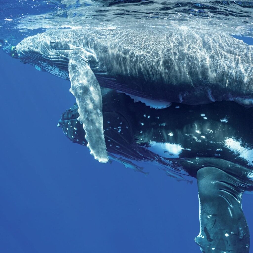 A Life-Changing Experience: Pablo Fuenzalida’s Journey as the 2024 Our World-Underwater Scholar 8 Pablo got the chance to photograph humpback whales in Tonga