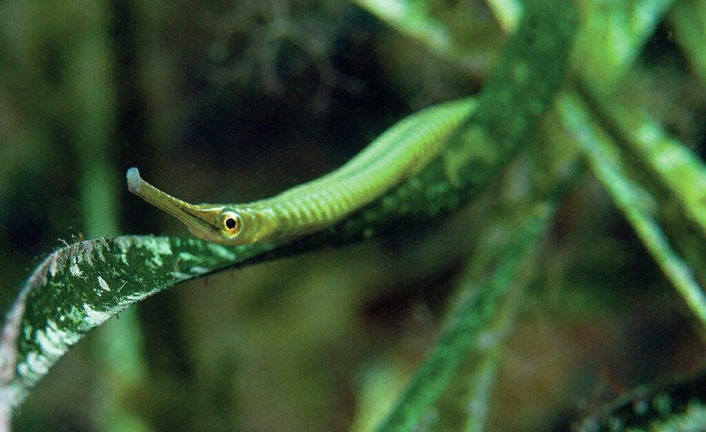 Pipefish hiding among the sea weed