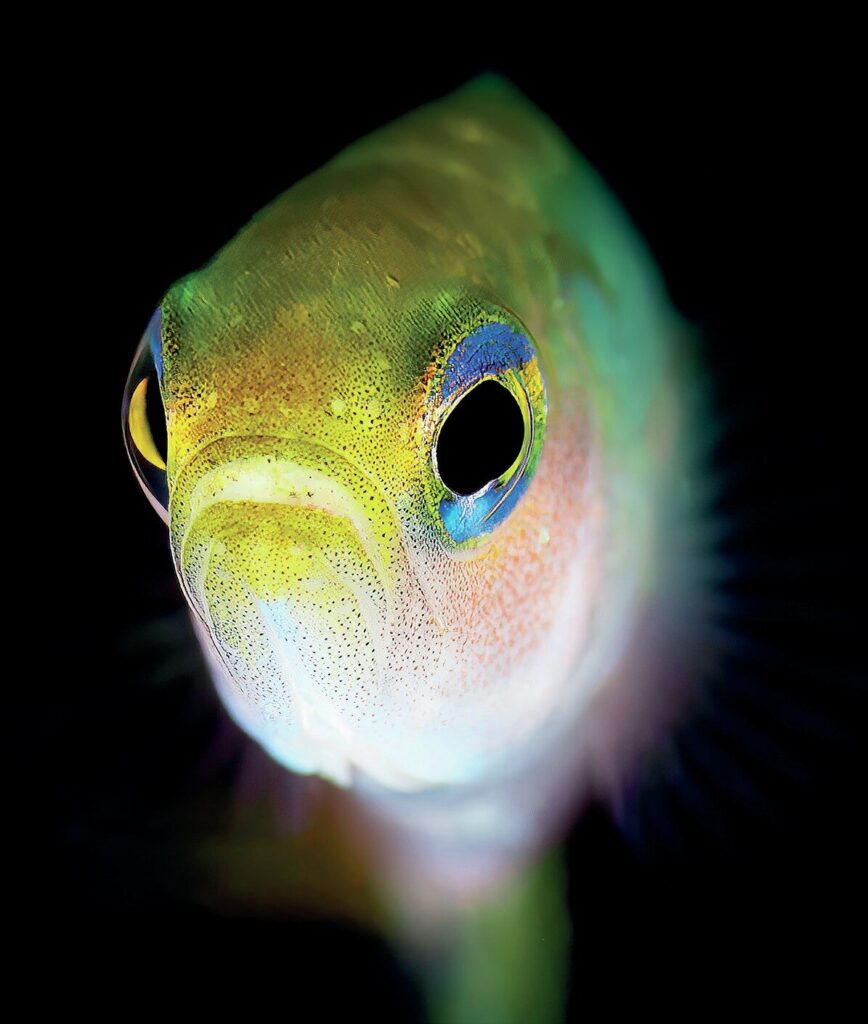 Port Hughes Jetty comes alive on a Night Dive