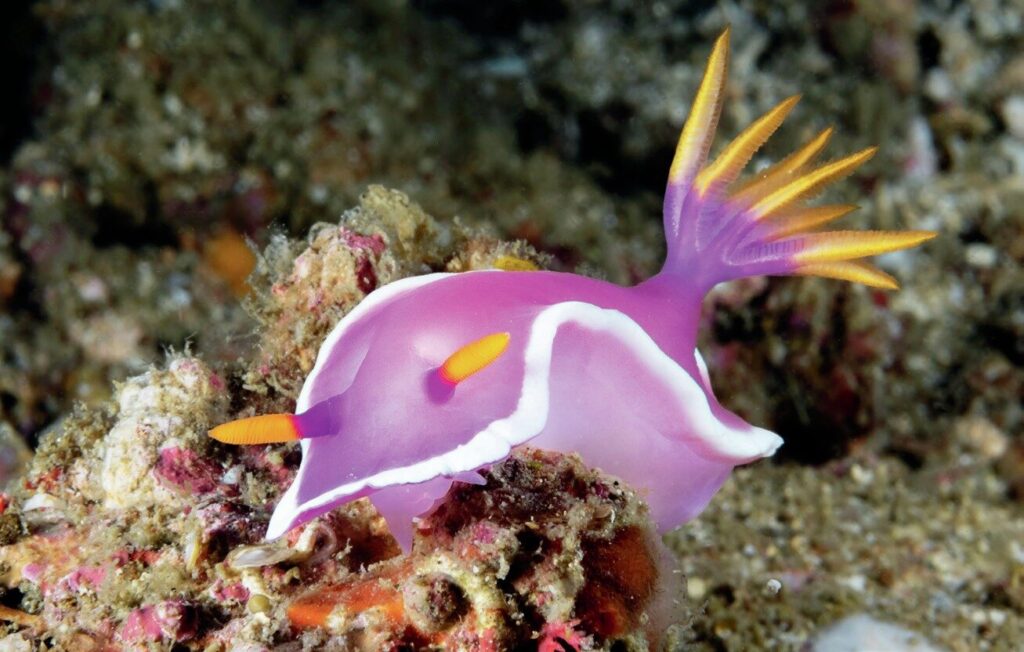 Diving Komodo National Park: Aboard the Elegant Tiaré Liveaboard 3 Hypselodoris bullocki on the dark sand