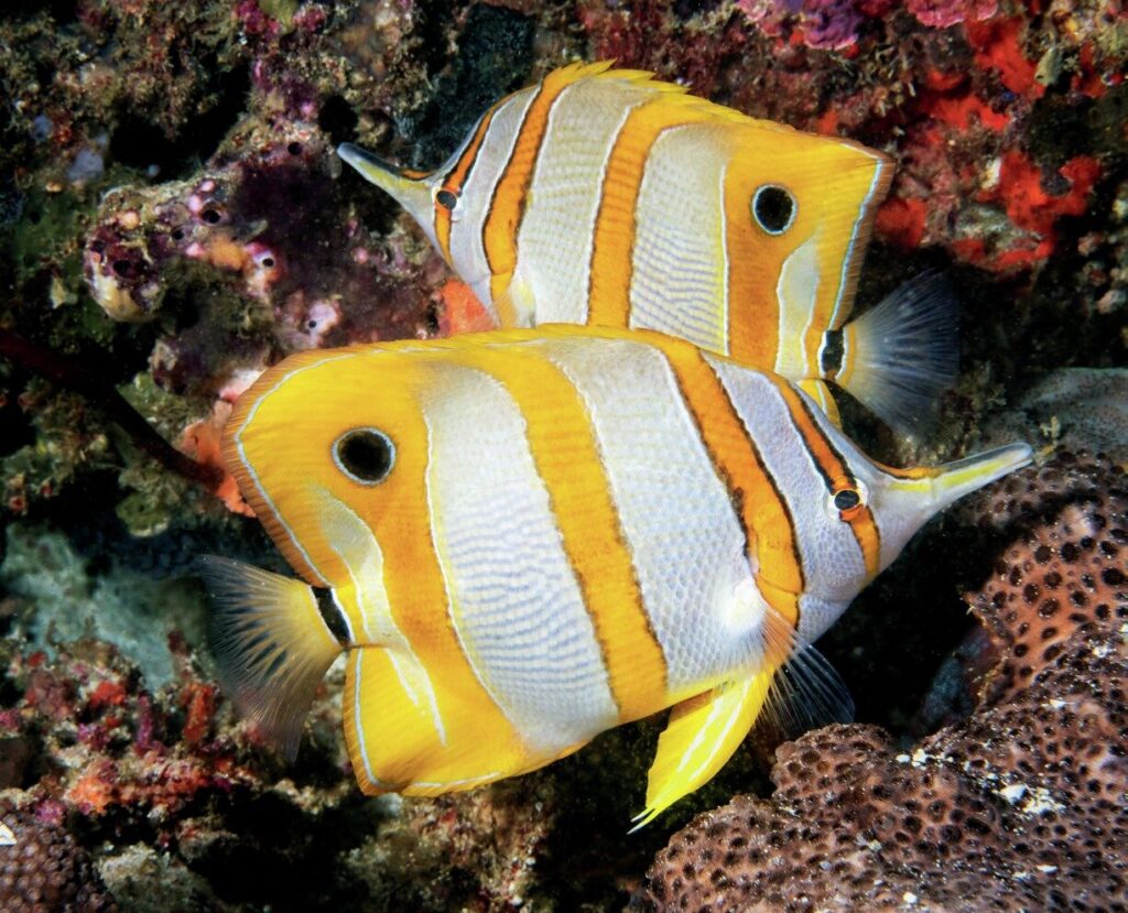 Diving Komodo National Park: Aboard the Elegant Tiaré Liveaboard 14 Colourful butterfly fish on the reef