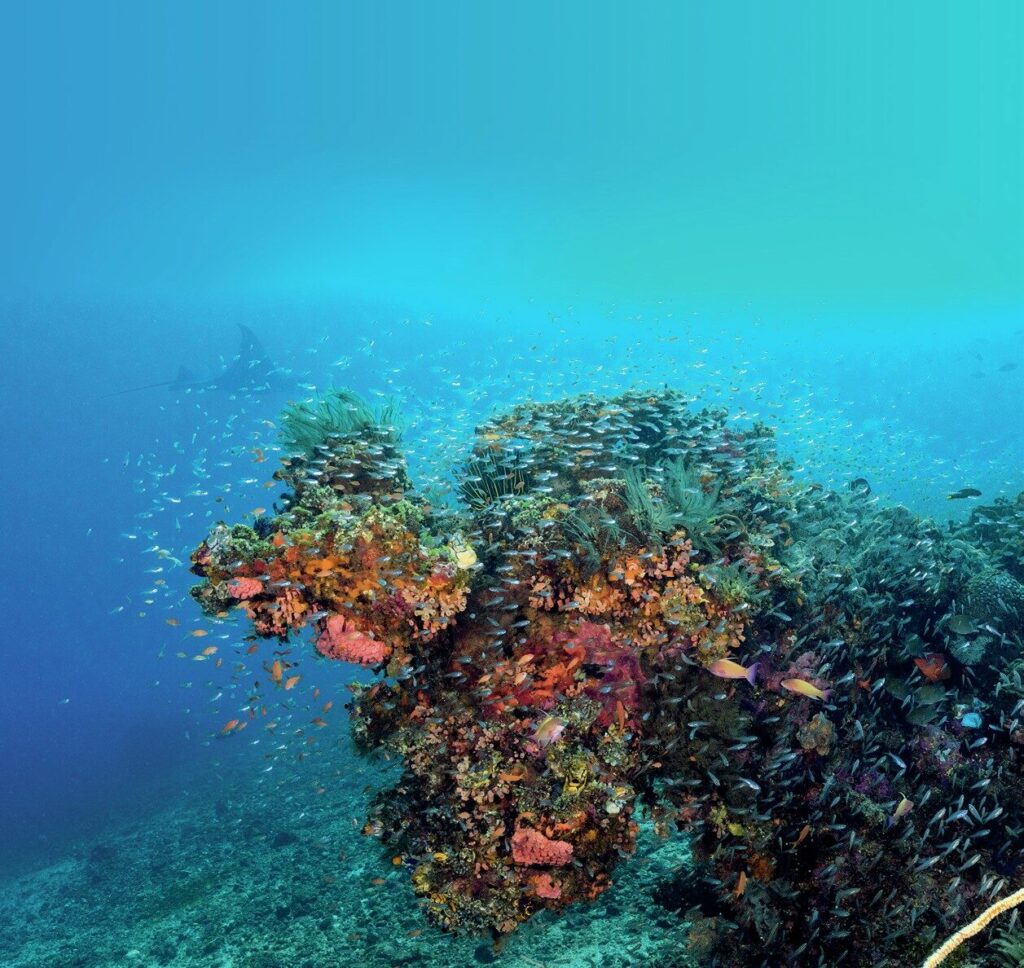Diving Komodo National Park: Aboard the Elegant Tiaré Liveaboard 13 Manta cruising by the reefs unbothered by divers