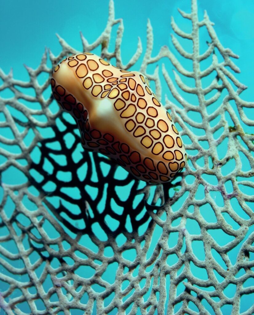 Shore Diving Cayman Brac: The Ultimate Guide to the Caribbean’s Best Dive Sites 4 A tiny Flamingo Tongue on a sea fan