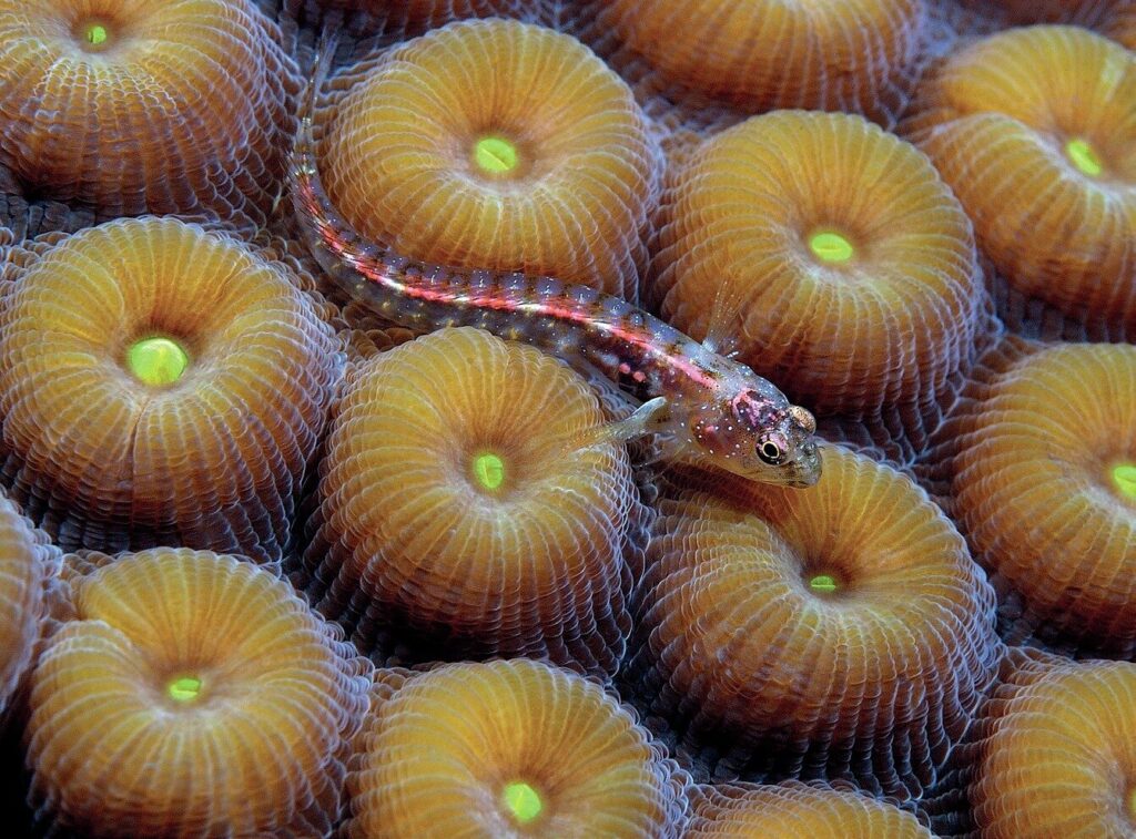 Shore Diving Cayman Brac: The Ultimate Guide to the Caribbean’s Best Dive Sites 6 Macro Subjects abound on the dive sites around Cayman Brac