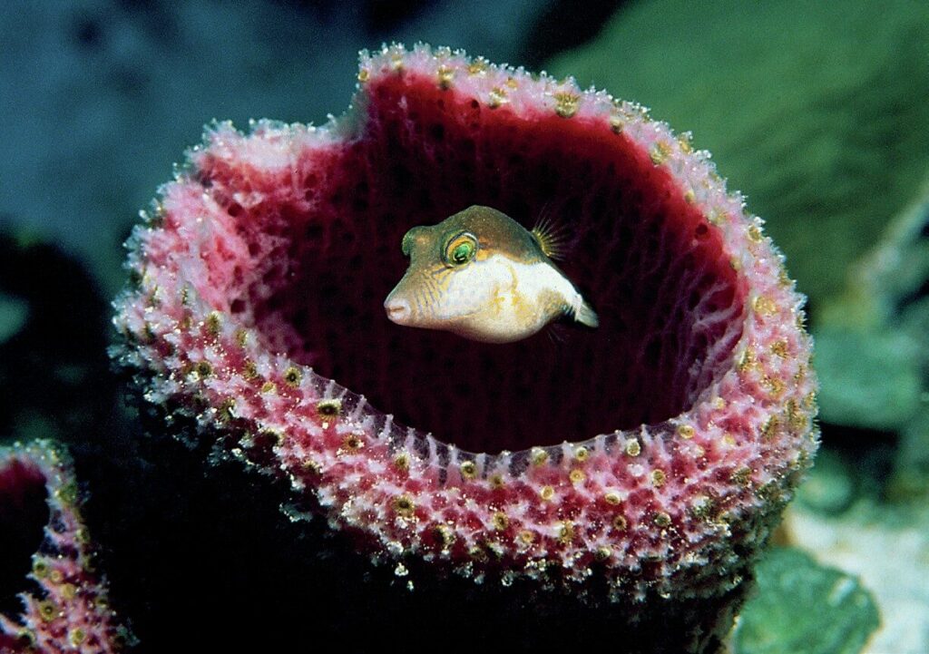 Shore Diving Cayman Brac: The Ultimate Guide to the Caribbean’s Best Dive Sites 8 A tiny toby hiding in one of the many sponges on the reefs of Cayman Brac