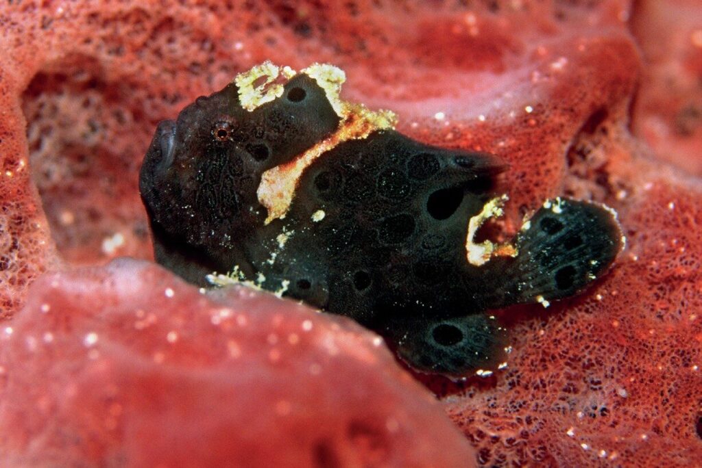 Shore Diving Cayman Brac: The Ultimate Guide to the Caribbean’s Best Dive Sites 9 Frog Fish resting in plain sight