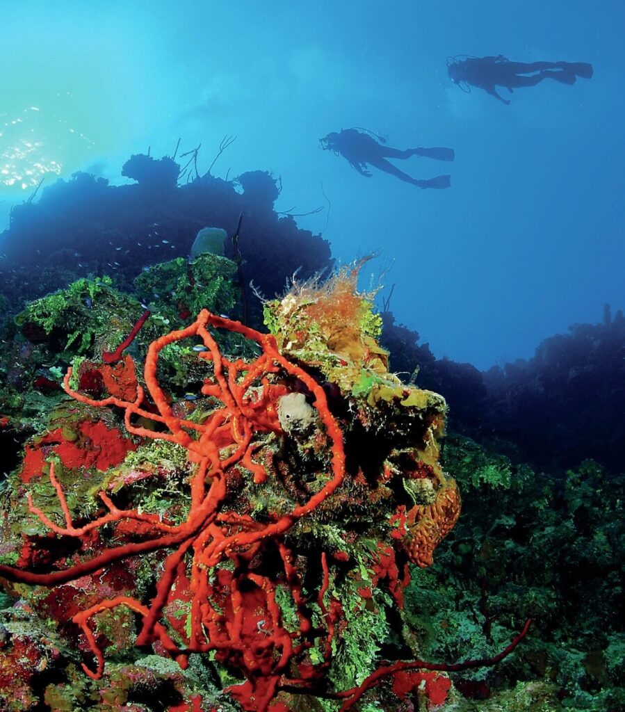 Shore Diving Cayman Brac: The Ultimate Guide to the Caribbean’s Best Dive Sites 10 Cruising along a wall teeming with marine life along Cayman Brac’s shore