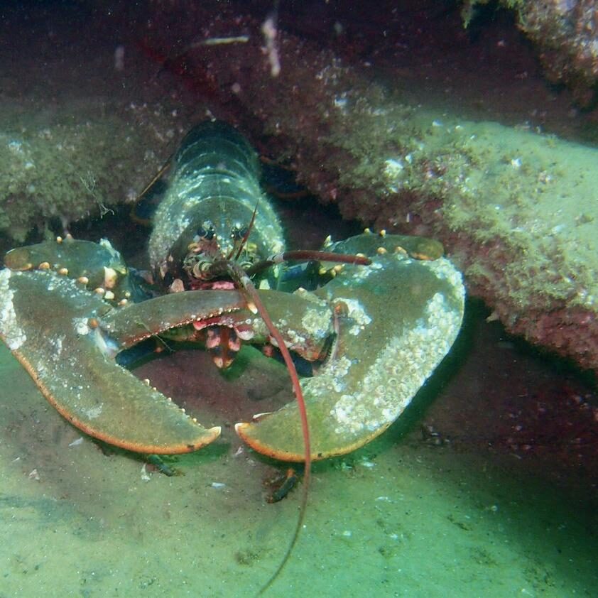 Rediscovering the North Wales Wreck: 19th-Century Collier Found Off the Norfolk Coast 4 Coral, lobster, and fish are thriving on the North Wales wreck site